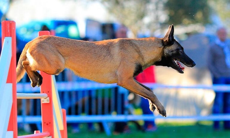 Luján: Invitan a campeonato de destreza canina