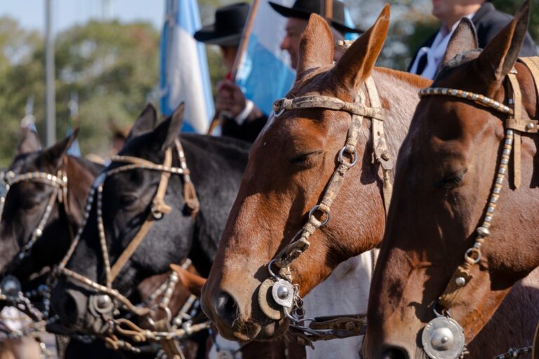 Luján: Actividades por el Día del Caballo Criollo