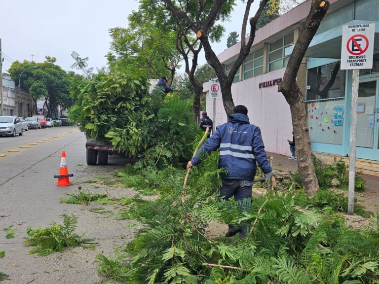 El Municipio de Luján inició trabajos de poda programada en la zona céntrica