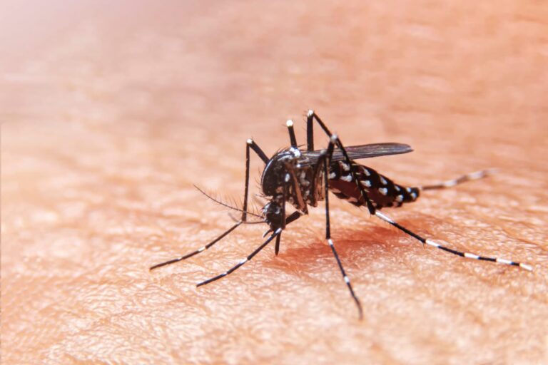 Comienza campaña de prevención contra el Dengue en Luján