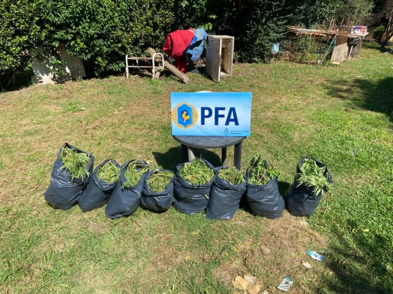 Allanan predio de Hospital Nacional y encuentran una plantación de marihuana