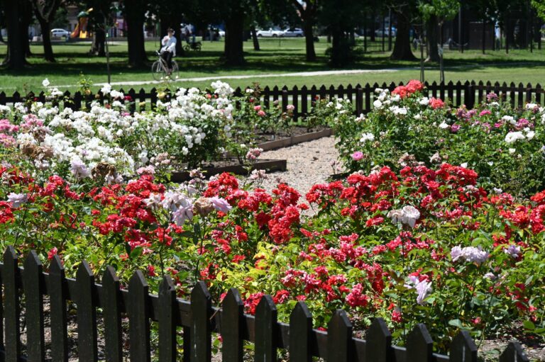 Luján: Jornada de poda en el Rosedal del Parque San Martín