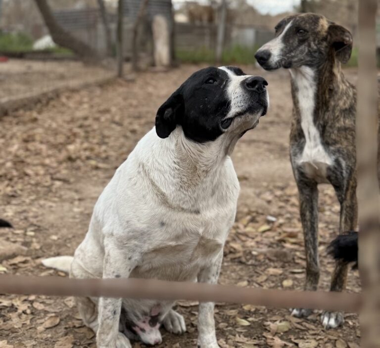 Giles: Carrera beneficio del refugio canino