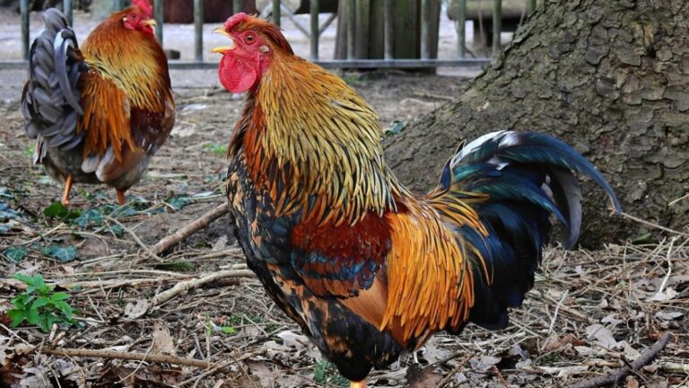 Se detectó un caso de influenza aviar en aves de traspatio de la provincia de Buenos Aires