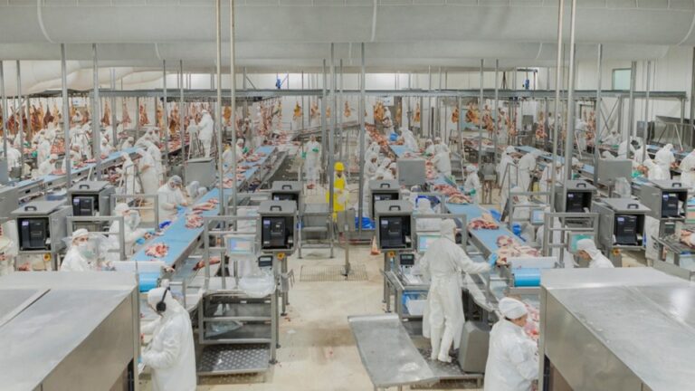 Actualización de criterios y refuerzo del bienestar animal en procesos de inspección