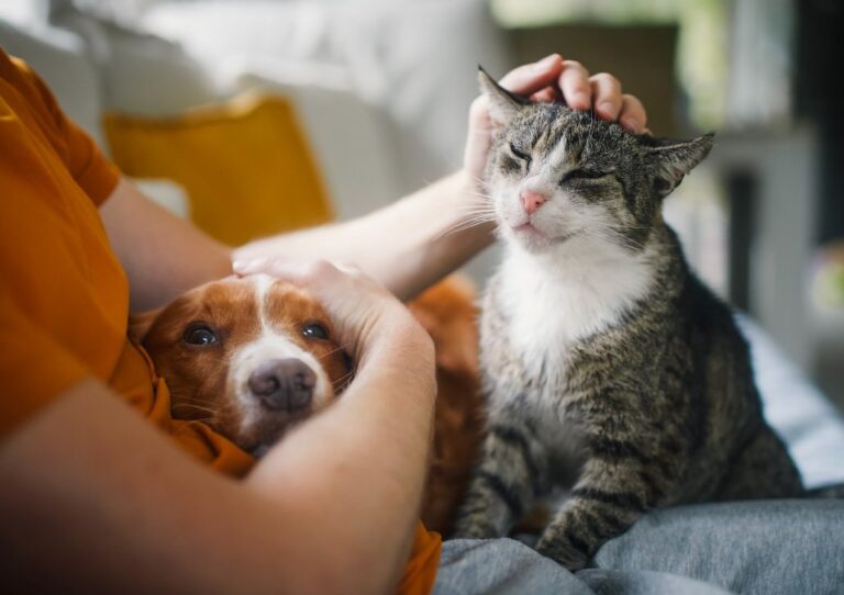 Cómo funciona el nuevo seguro para mascotas de Banco Provincia